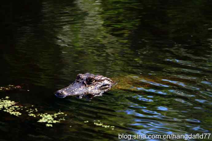 美国短吻鳄 美国短吻鳄