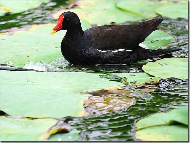 奥体公园观赏黑水鸡