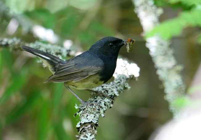 一名英国人在中国的观鸟经历