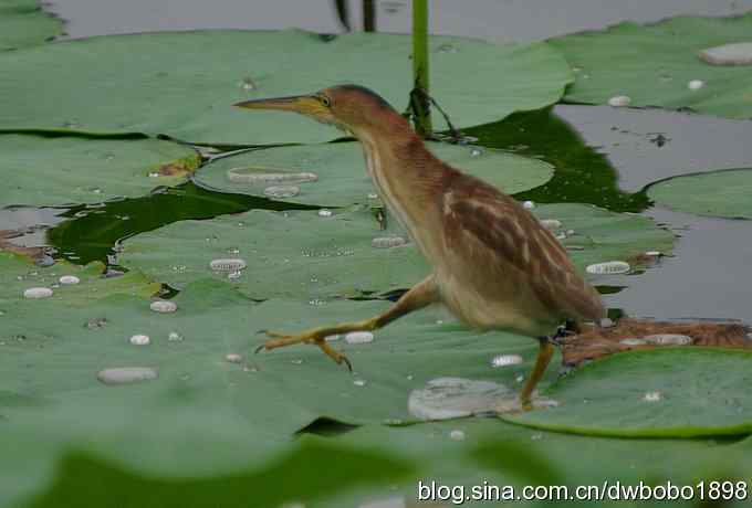 黄苇鳽--雅逸的小黄鹭