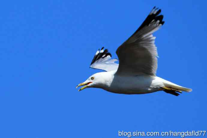 环嘴鸥（3）