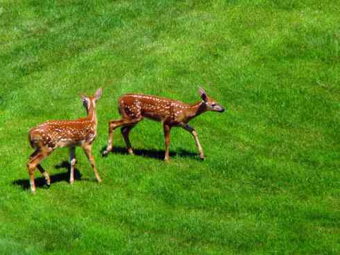 小鹿斑比姐妹俩