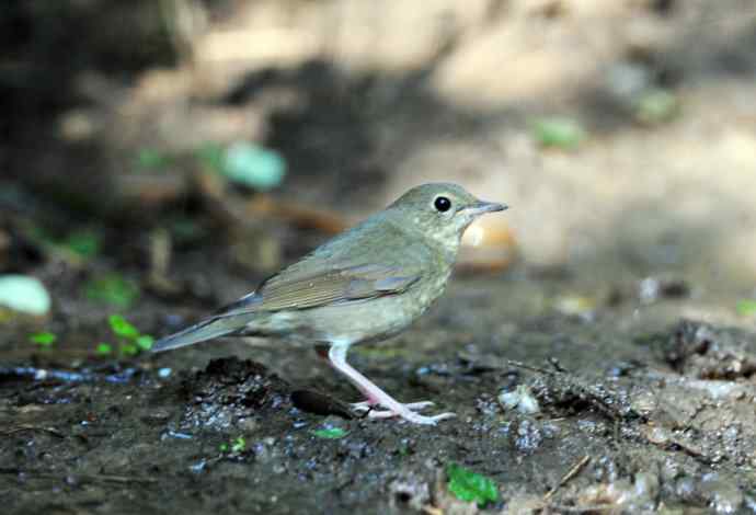 雌性蓝歌鸲（1）