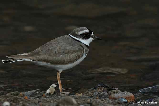 白河湾邂逅长嘴剑鸻