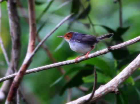 十大鸟类建筑师之四（扇尾莺、缝叶莺）