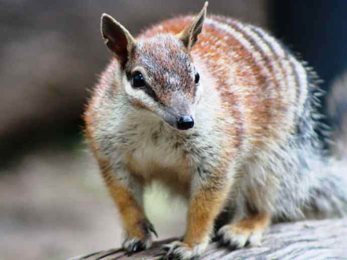 盘点十二大著名食蚁动物：袋食蚁兽