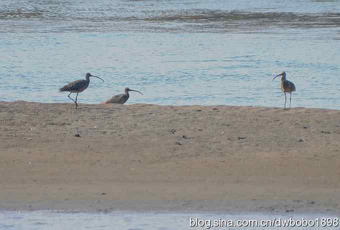 浅水湾：观日出赏美杓