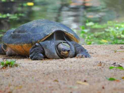 玄武：传说的兽原型探秘（潮龟）