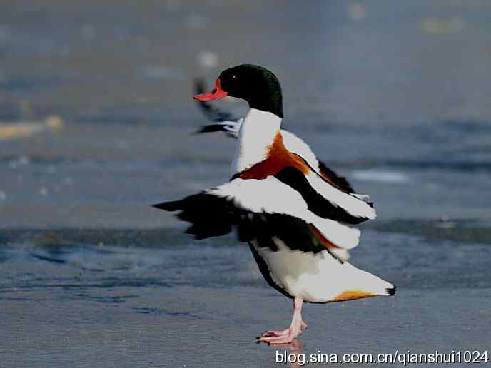 水禽湖冬季运动会