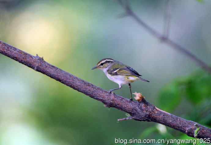 黄眉柳莺(7) 黄眉柳莺(7)