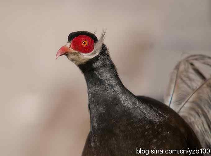 闪亮登场&bull;褐马鸡&bull;国家一级（组图，20张图片）