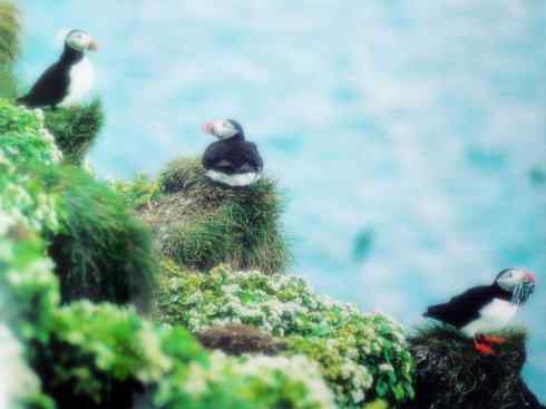 猎奇：奇特的鸟喙之七