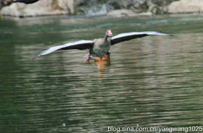 飞（斑头雁、野鸭）