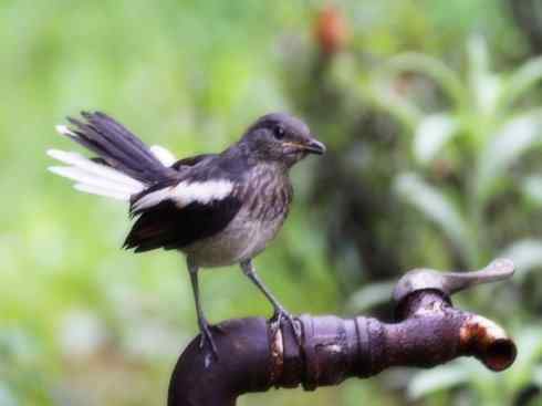 家禽驯化之源之二十五（绣眼鸟、鹊鸲四喜）