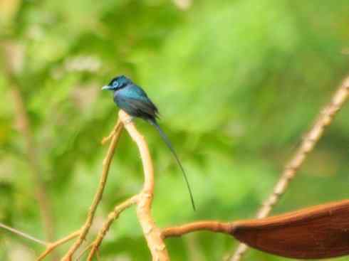 雀鸟也彪悍：霓裳飘舞（绶带）