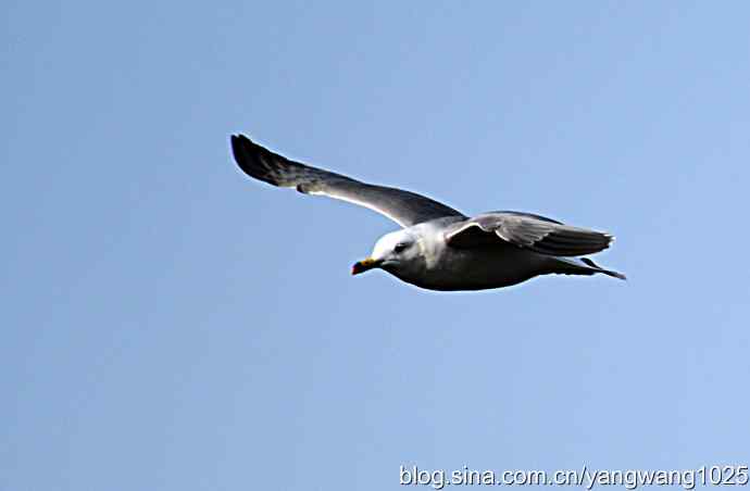 飞（海鸥）6