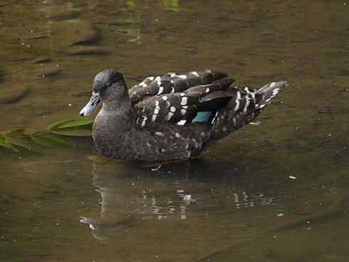 欣赏：美丽的钻水鸭4