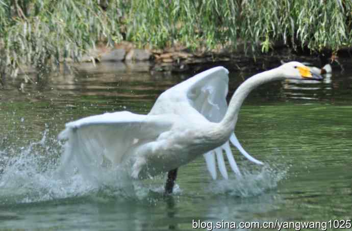 舞（天鹅之舞）