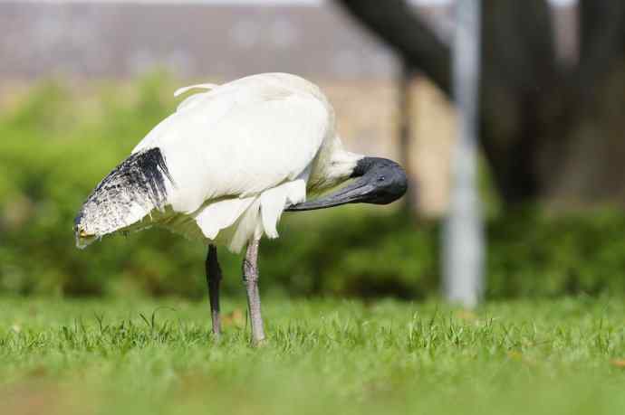 澳洲拍鸟鈥斺敳四癜q