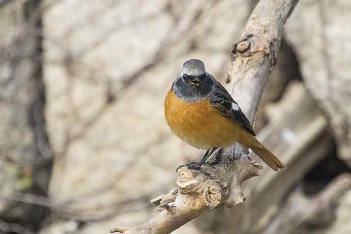 230.打鸟归来收获多多---2.北红尾鸲 230.打鸟归来收获多多---2.北红尾鸲