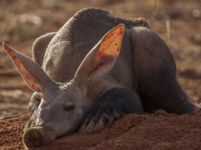 盘点十二大著名食蚁动物：土豚