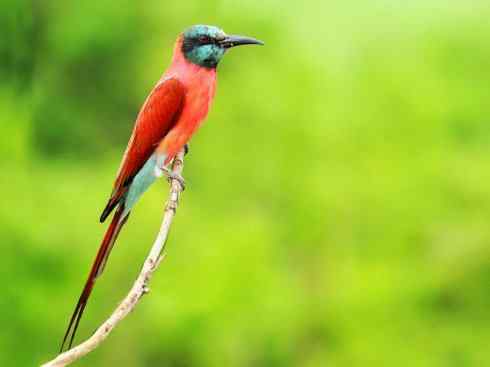 绝色攀禽：佛法僧目之蜂虎4