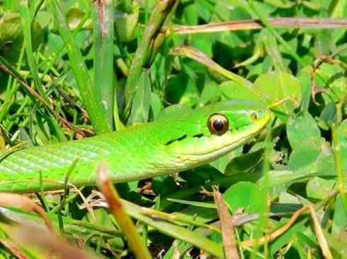 龙:传说的兽原型探秘(树蛇类) 龙:传说的兽原型探秘(树蛇类)