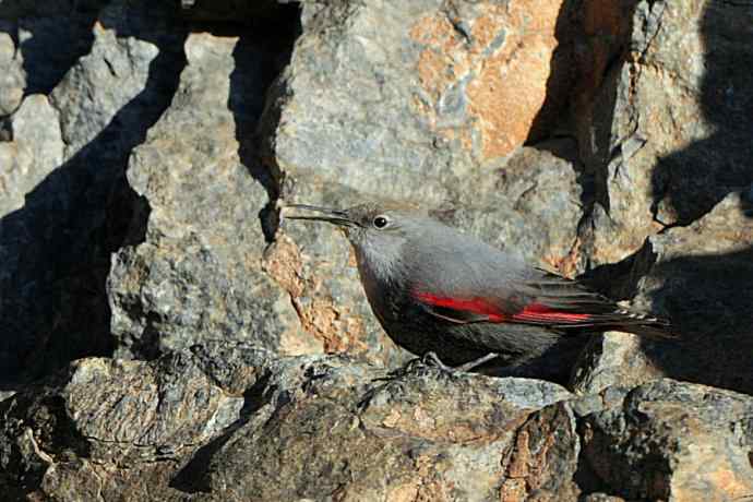 明星鸟鈥斺敽斐嵝谌