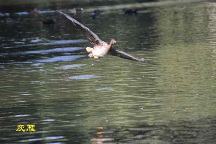 八月十六（杂片）