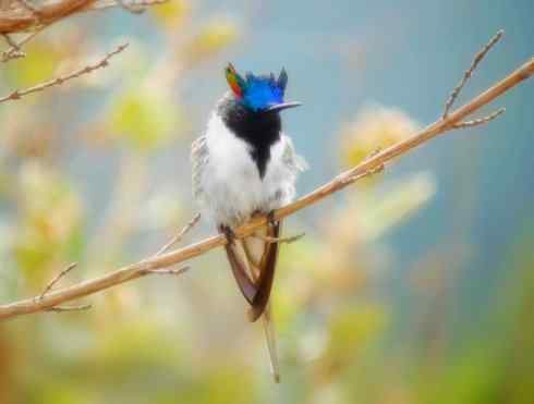 鸟类之最:角蜂鸟