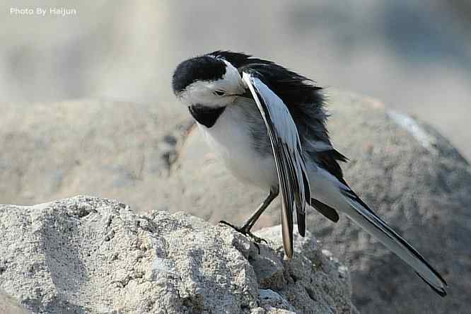 鸟为悦己者容(白鹡鸰梳洗版)