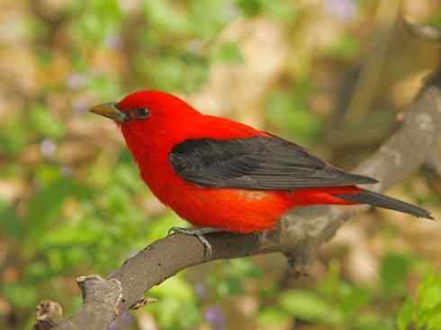 极品红色鸟类：猩红比蓝雀