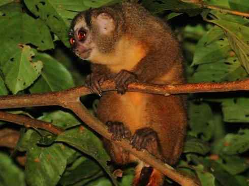 十大喜食蜂蜜动物：蜜熊