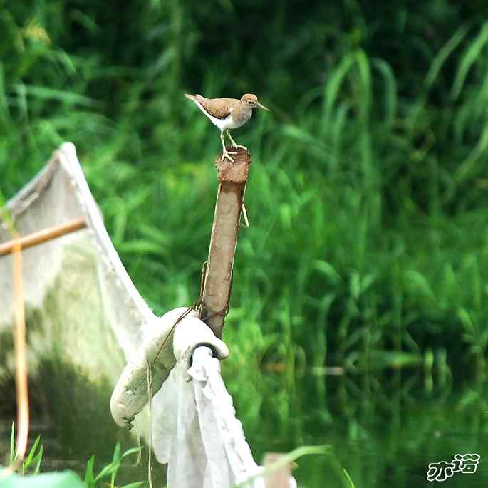 圆明园&nbsp;wbr路&nbsp;wbr白腰草鹬和矶鹬