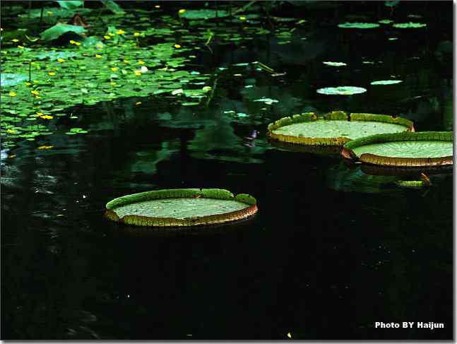 圆明园观赏亚马逊王莲