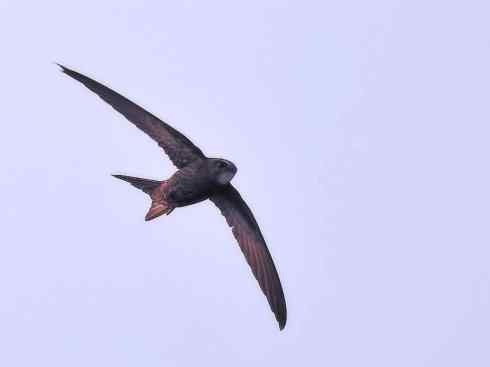 鸟类之最：尖尾雨燕