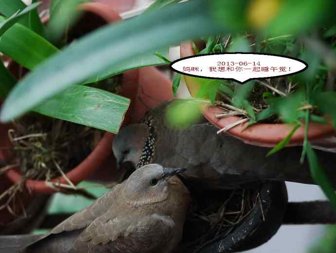 人鸟情未了-闹市十五楼珠颈斑鸠育儿记