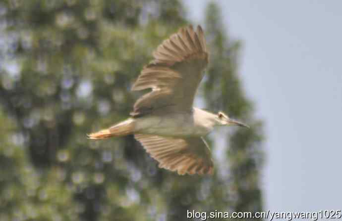 飞（海鸥与夜鹭） wbr2