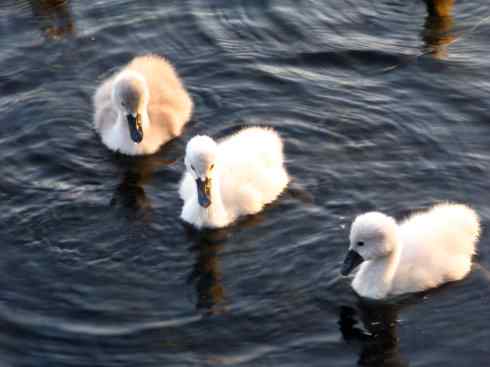 七只小天鹅