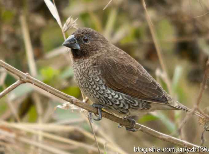 深港拍鸟新纪录(16)鈥斺敯呶哪瘢ㄗ橥迹 深港拍鸟新纪录(16)鈥斺敯呶哪瘢ㄗ橥迹