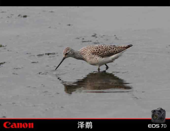周日拍鸟又遇险情！