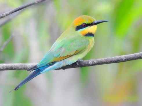 绝色攀禽：佛法僧目之蜂虎3