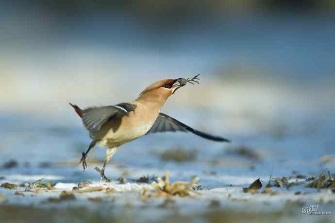 北京农展馆院子里的太平鸟