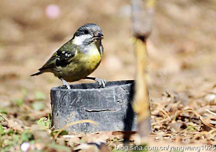 自然和谐的日坛公园（黄腹山雀）