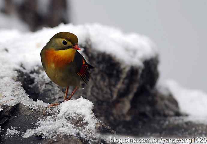 雪中相思鸟 wbr2