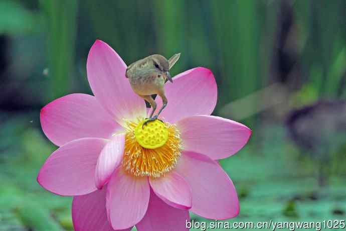 东方大苇莺与荷花（8）