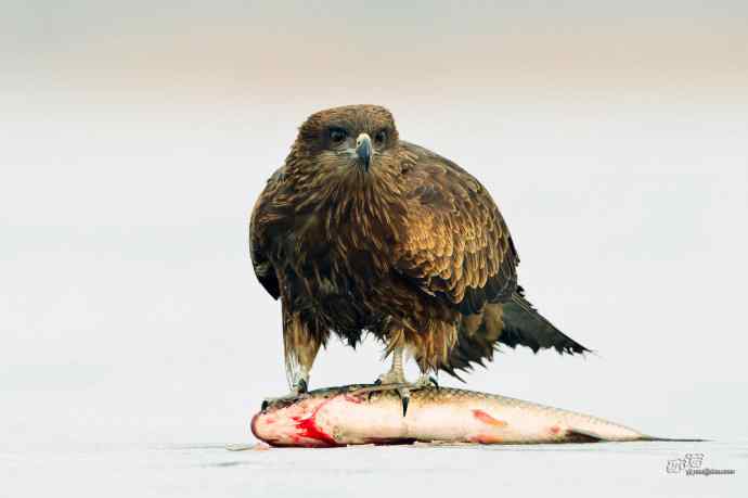 对黑耳鸢K07-012837的12次记录 对黑耳鸢K07-012837的12次记录