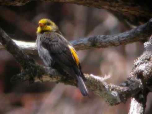 十大喜食蜂蜜动物：黑喉响蜜鴷