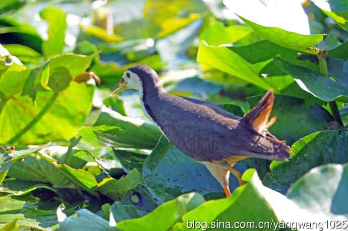 白胸苦恶鸟（5）