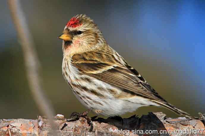 白腰朱顶雀（3）
